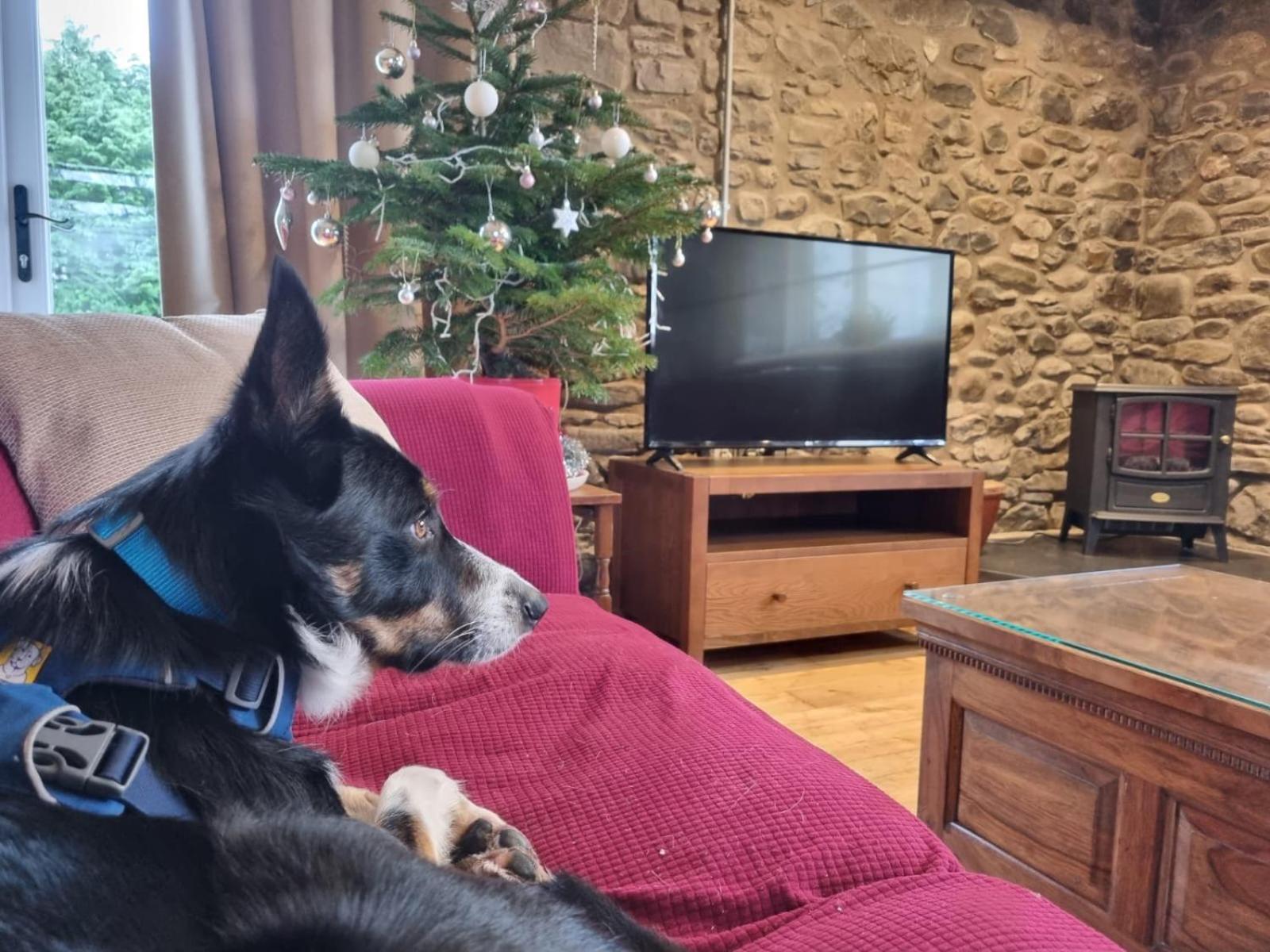 Pippin Lodge Llanwrda Esterno foto